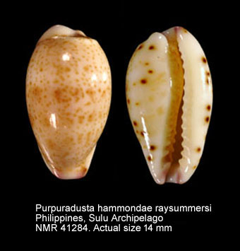 Purpuradusta hammondae raysummersi.jpg - Purpuradusta hammondae raysummersiSchilder,1960
